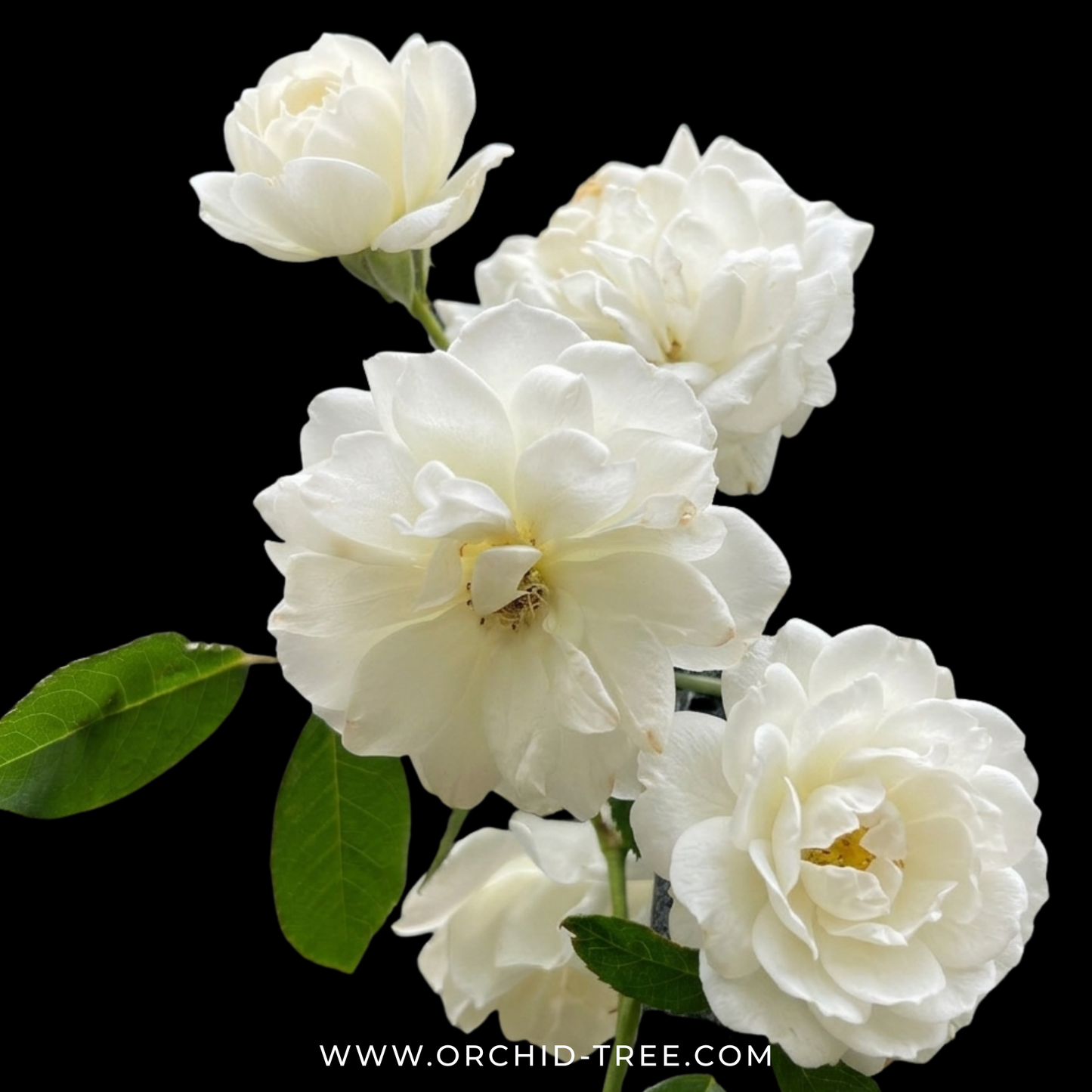 Creeper White Rose Plant With Trellis