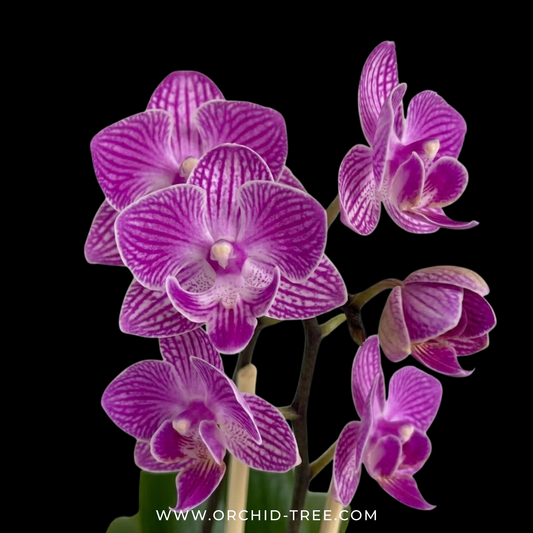 Phalaenopsis Lianher Scallops Orchid Plant (Mini) - FF (With Terracotta Pot)
