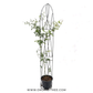 Creeper White Rose Plant With Trellis - Buy Orchids Plants Online by Orchid-Tree.com