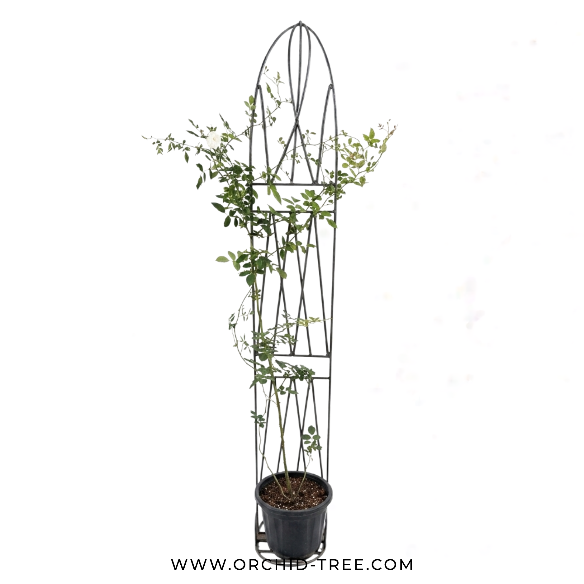 Creeper White Rose Plant With Trellis - Buy Orchids Plants Online by Orchid-Tree.com