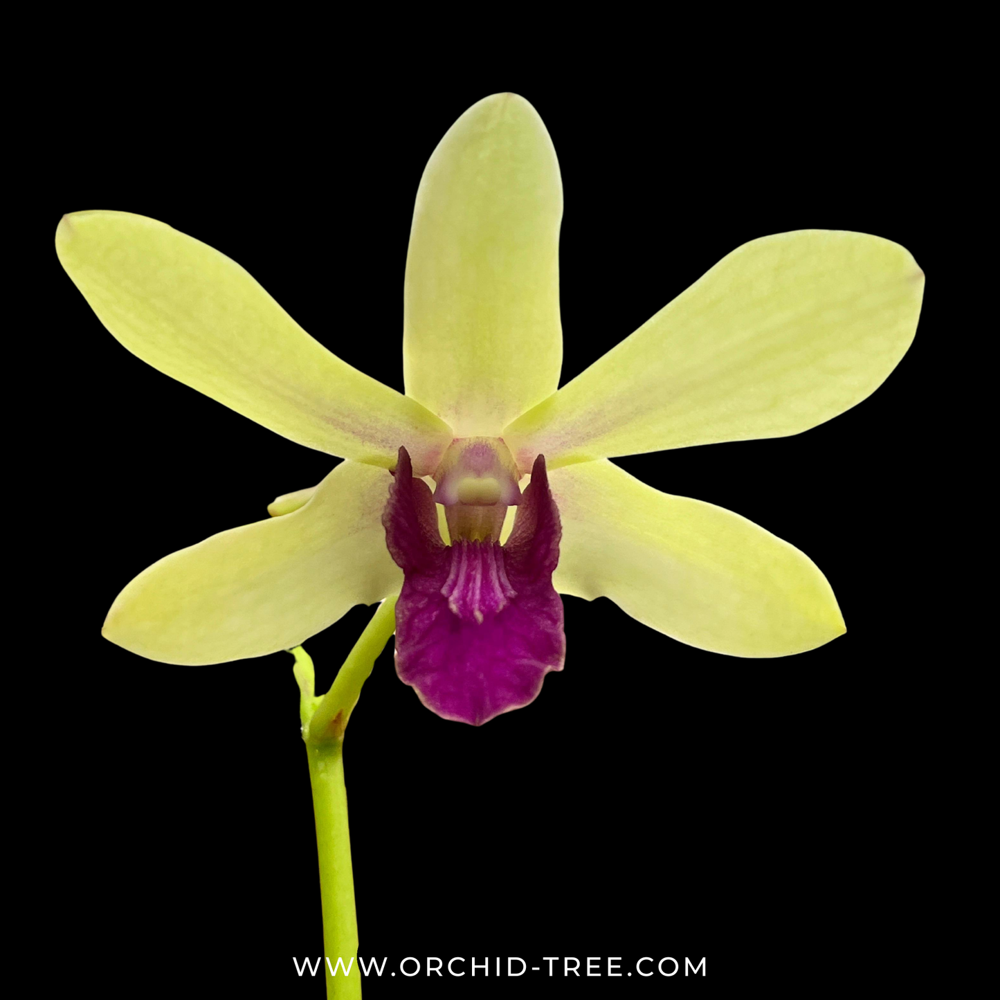 Dendrobium Wooleng Orchid Plant- FF