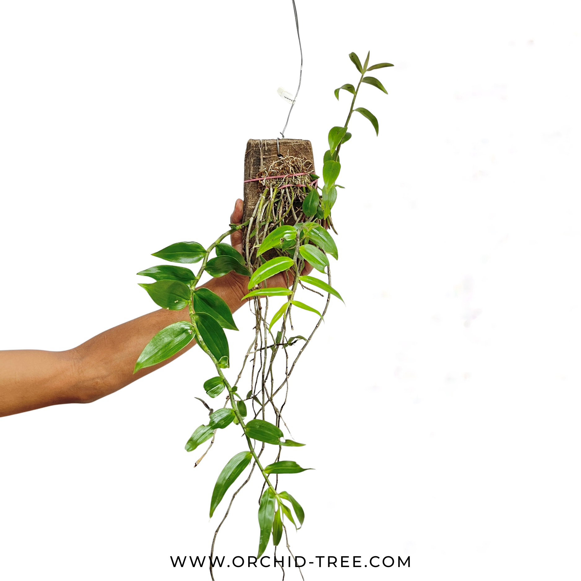 Dendrobium pierardii sp. Orchid Plant - BS - Buy Orchids Plants Online by Orchid-Tree.com