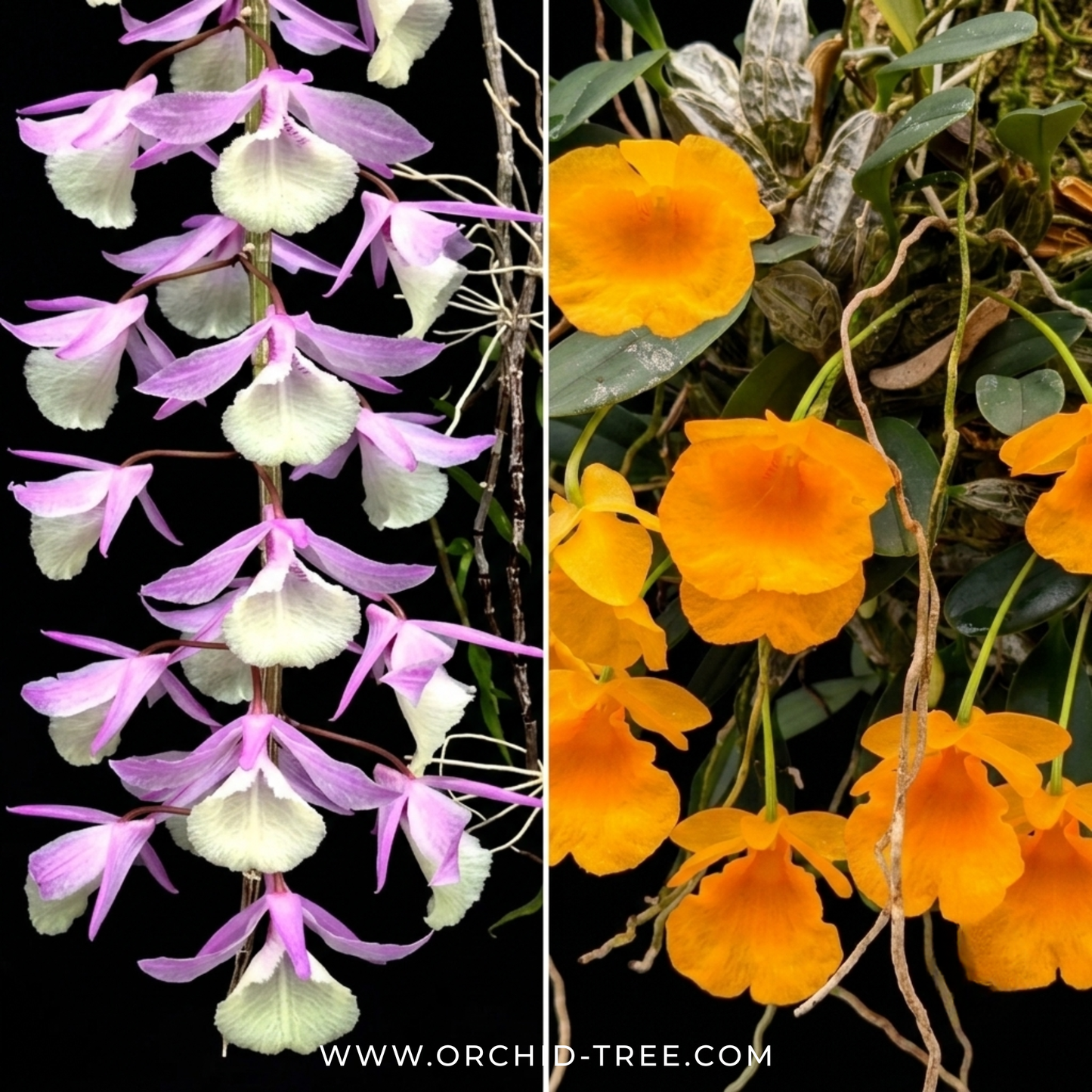 The Mini Jungle (with 2 orchid species on 1 mount) - BS