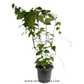 Thunbergia Grandiflora Blue with trellis