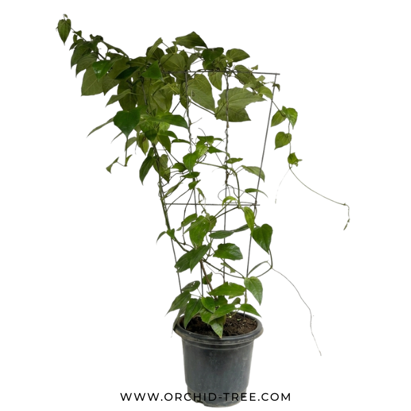 Thunbergia Grandiflora Blue with trellis