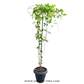 Jade Vine Blue with Trellis (Very Large plant)
