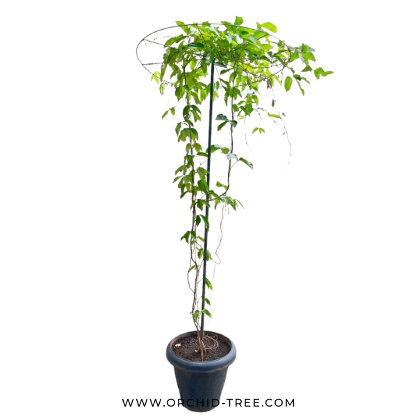 Jade Vine Blue with Trellis (Very Large plant)