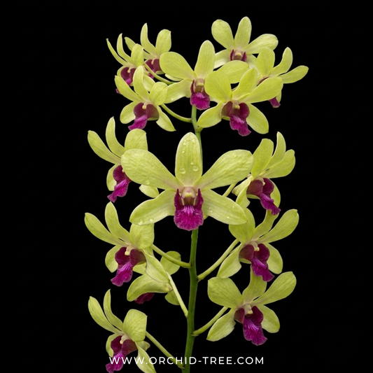 Dendrobium Wooleng Orchid Plant- FF - Buy Orchids Plants Online by Orchid-Tree.com