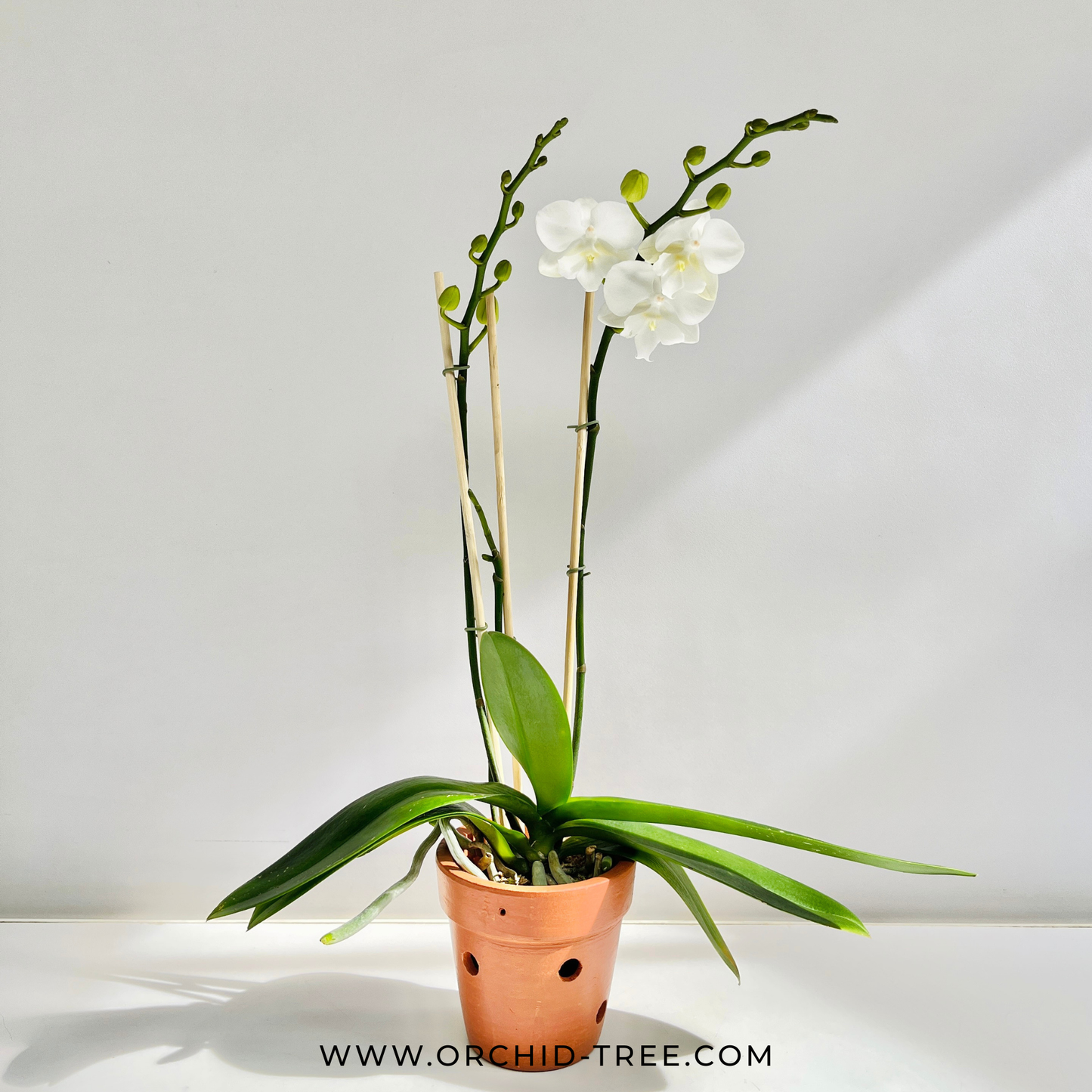 Phalaenopsis in Buds & Flowers  in Terracotta Pot | Subscription Pack