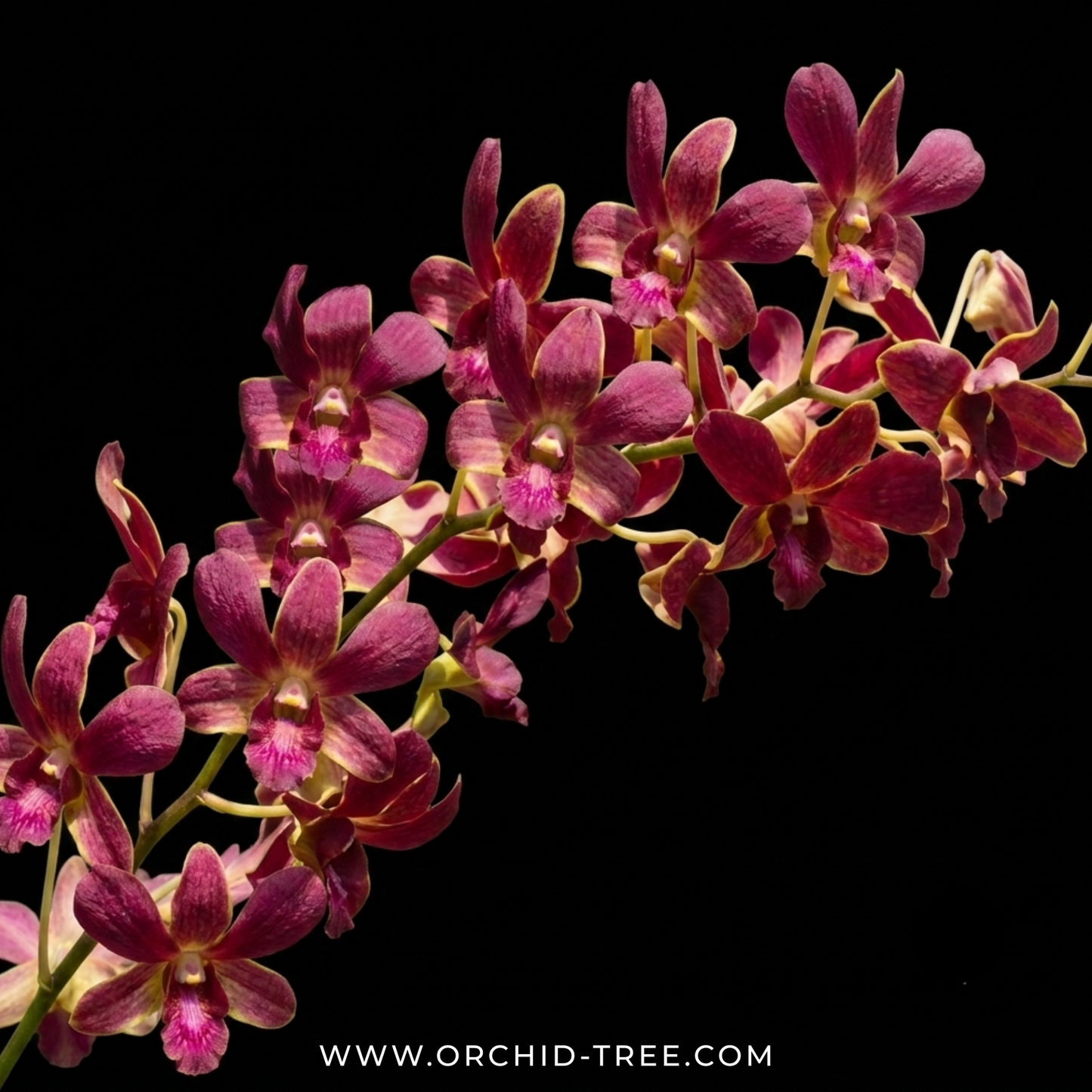 Dendrobium Copper Queen x Thongchai Gold #729 Orchid Plant- FF