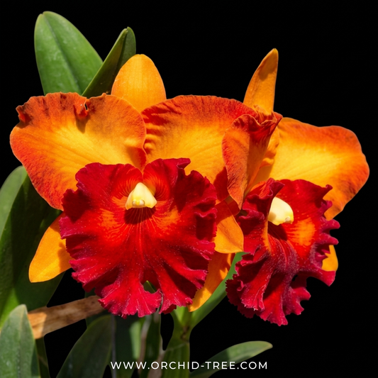 Cattleya Bangkok City Orchid Plant - BS