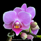Phalaenopsis Younghome Chinese Baby Orchid Plant (Mini)- FF (With Terracotta Pot)