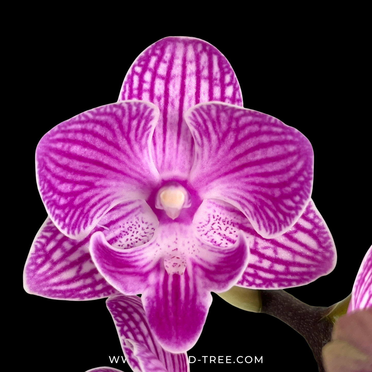 Phalaenopsis Lianher Scallops Orchid Plant (Mini) - FF (With Terracotta Pot)