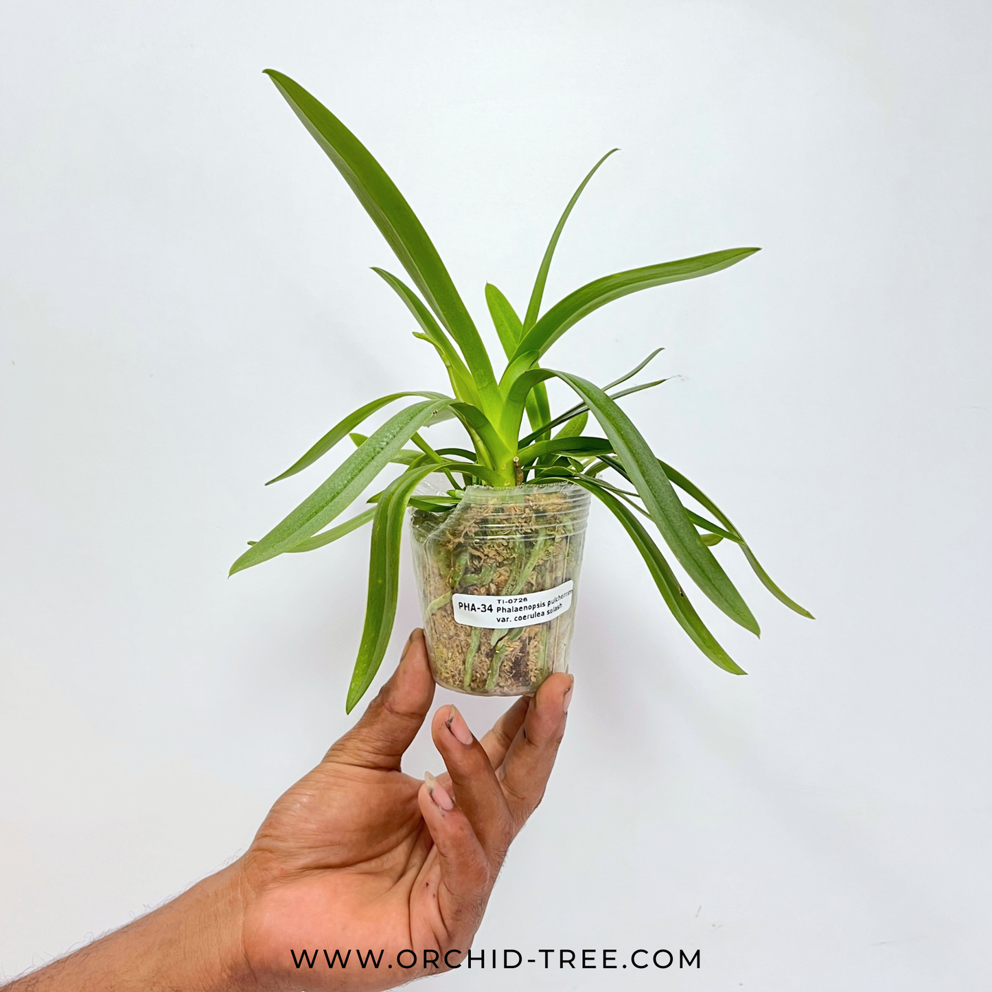 Phalaenopsis pulcherrima var. coerulea splash Orchid Plant - FF