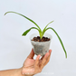 Phragmipedium Peruflora's Cirila Alca - SS (Seedling)