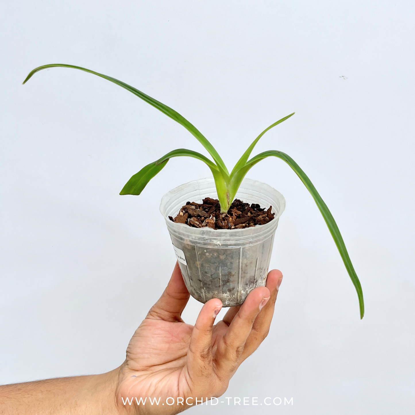 Phragmipedium Peruflora's Cirila Alca - SS (Seedling)