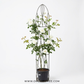 Creeper White Rose Plant With Trellis