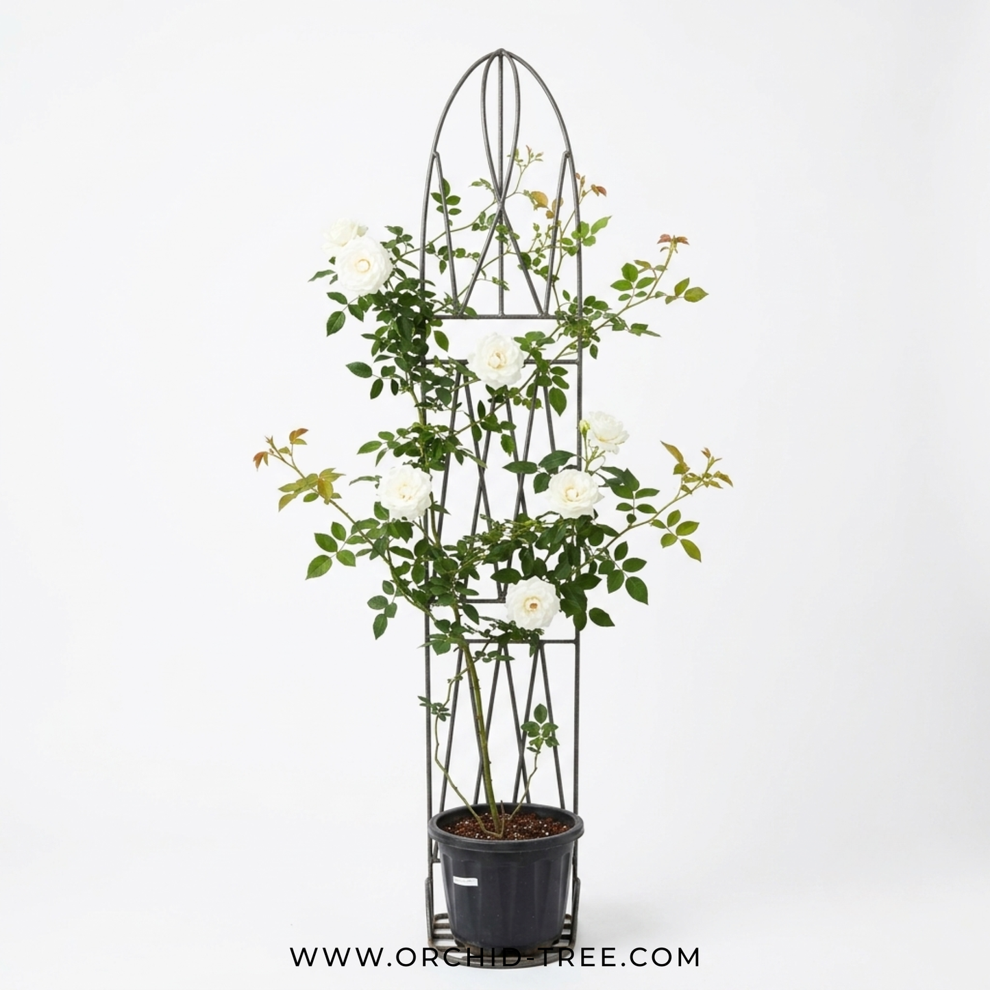 Creeper White Rose Plant With Trellis