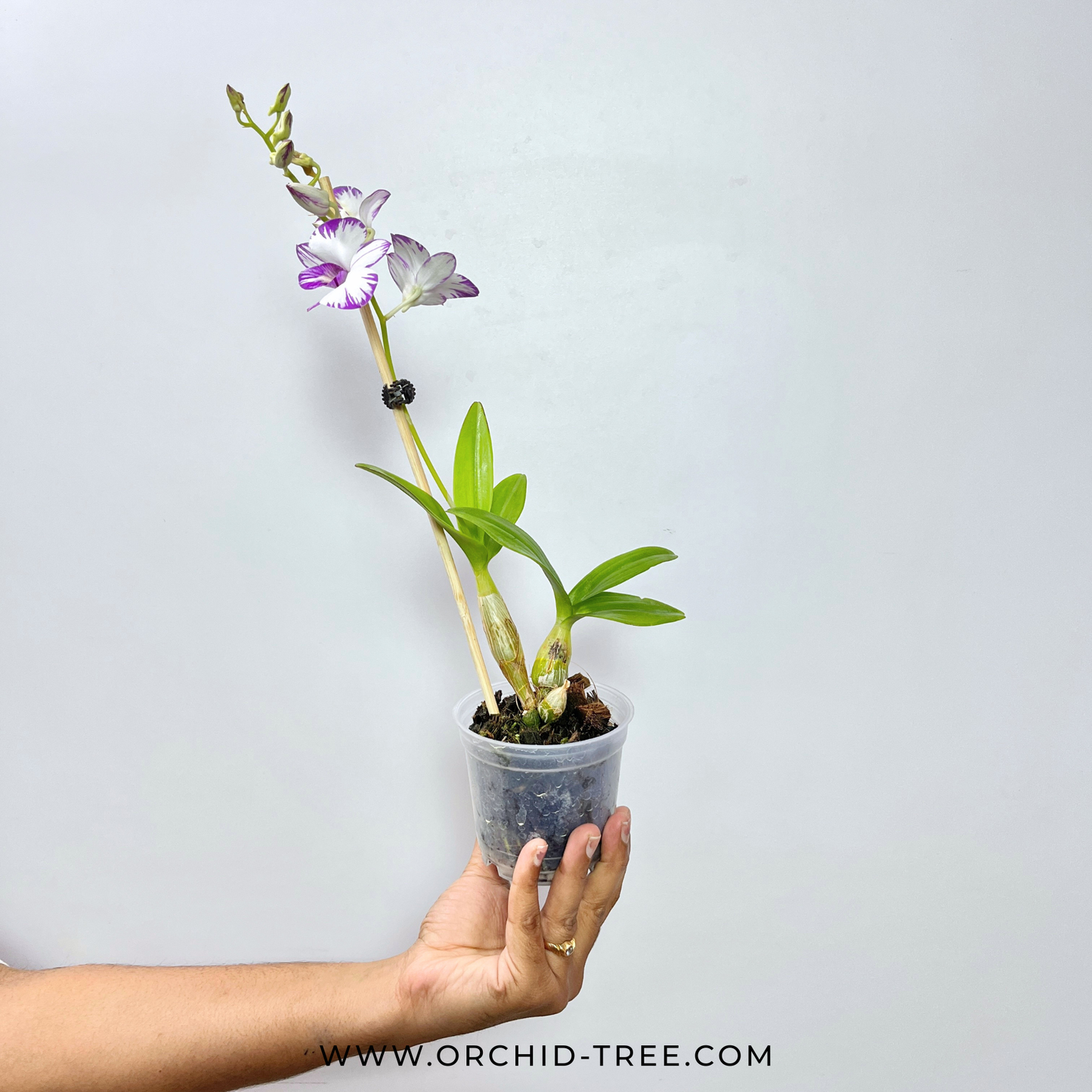 Dendrobium Enobi Splash Orchid Plant - FF