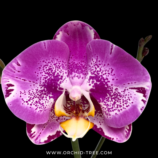 Phalaenopsis OX King x Fuller's Purple Queen AM/AOS Orchid Plant - FF
