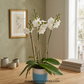 Snow Elegance | White Phalaenopsis Orchid Gift