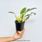 Dendrobium lindleyi sp. Orchid Plant - BS