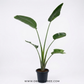 Bird of Paradise White