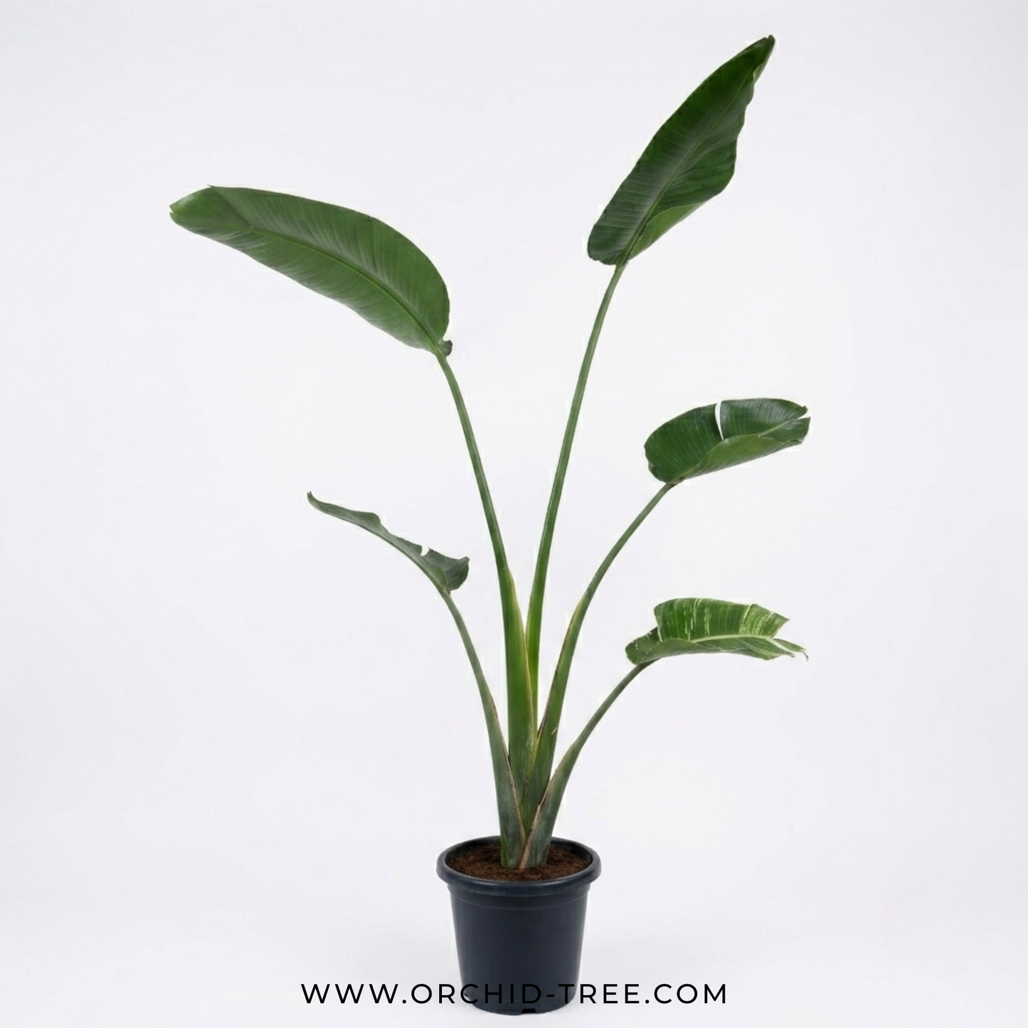 Bird of Paradise White