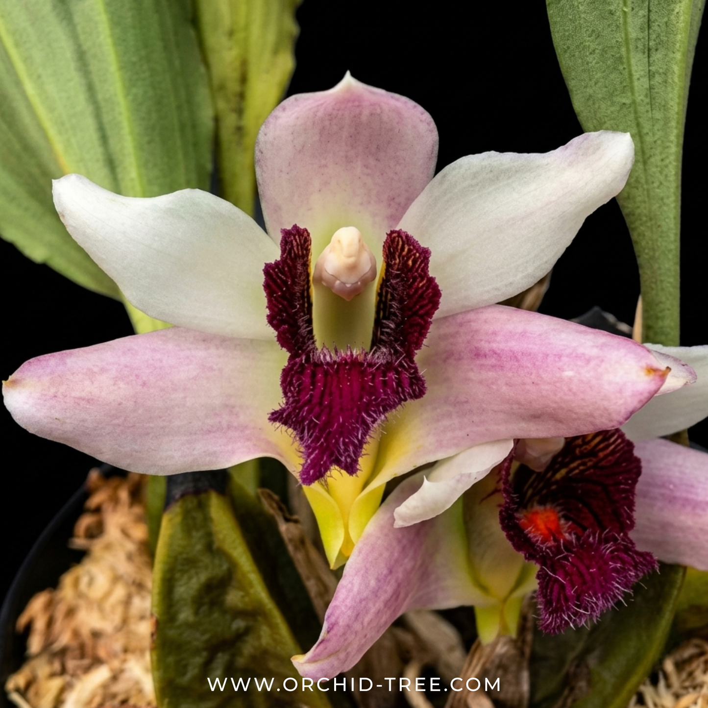 Bifrenaria tyrianthina Sp. Orchid Plant - BS