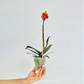 Phalaenopsis Charming Little Gold Orchid plant - FF