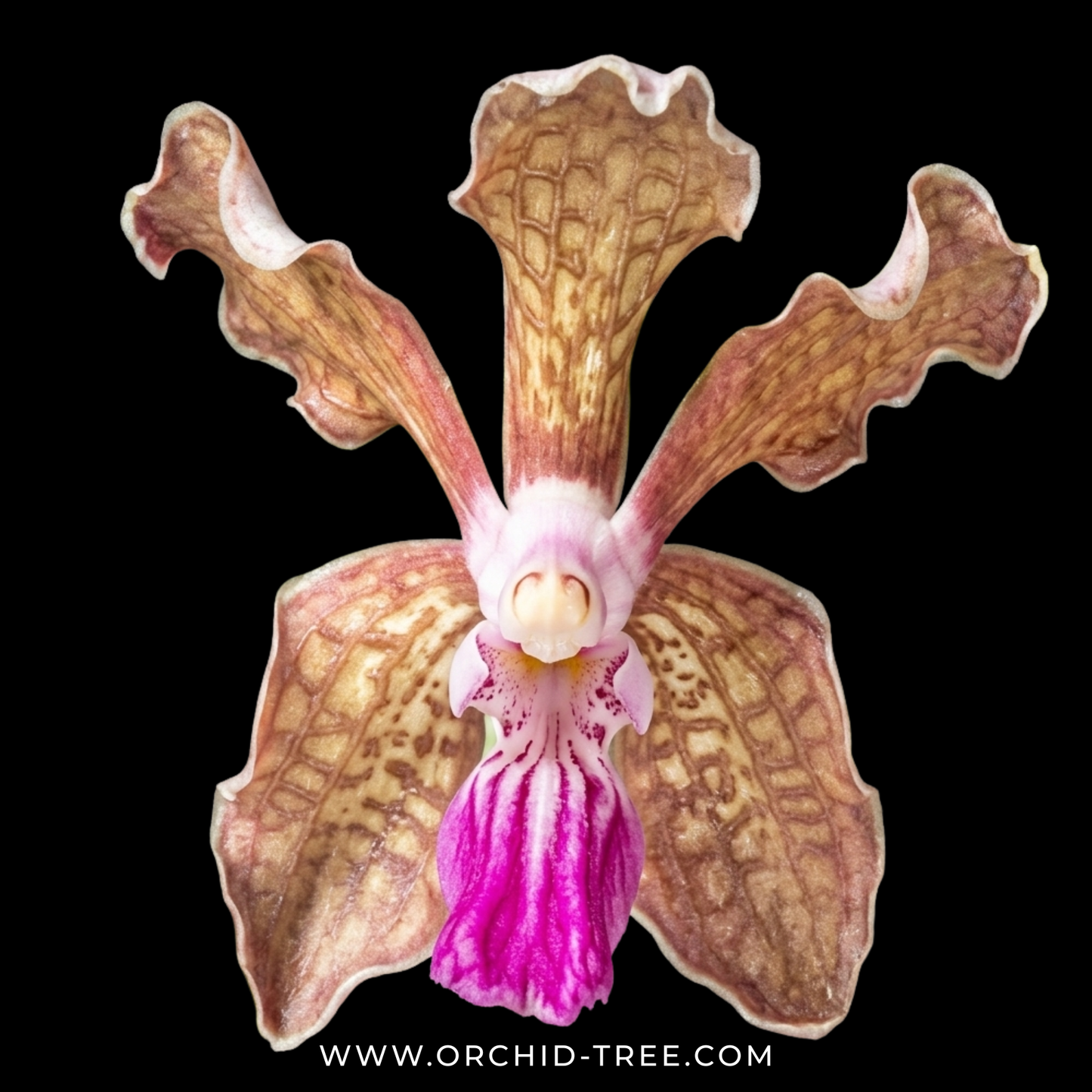 Vanda tessellata Pink sp. Orchid Plant - BS