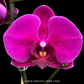 Phalaenopsis Lianher Blush Orchid Plant - FF