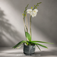Pure Love Blossom | Single White Phalaenopsis Orchid Display