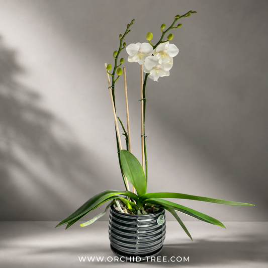 Pure Love Blossom | Single White Phalaenopsis Orchid Display
