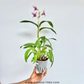 Dendrobium Heang Splash- FF (Open Flowers)