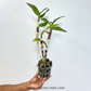 Dendrobium (Udomsri x Red Dragon) Orchid Plant- BS
