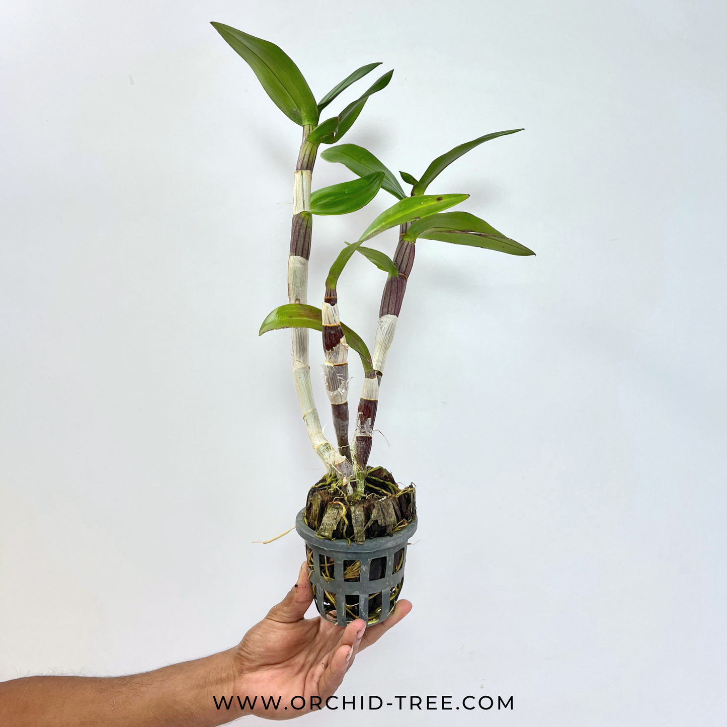 Dendrobium (Udomsri x Red Dragon) Orchid Plant- BS