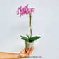 Phalaenopsis Marble Galaxy Orchid Plant - FF