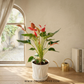 Ruby Elegance | Anthurium
