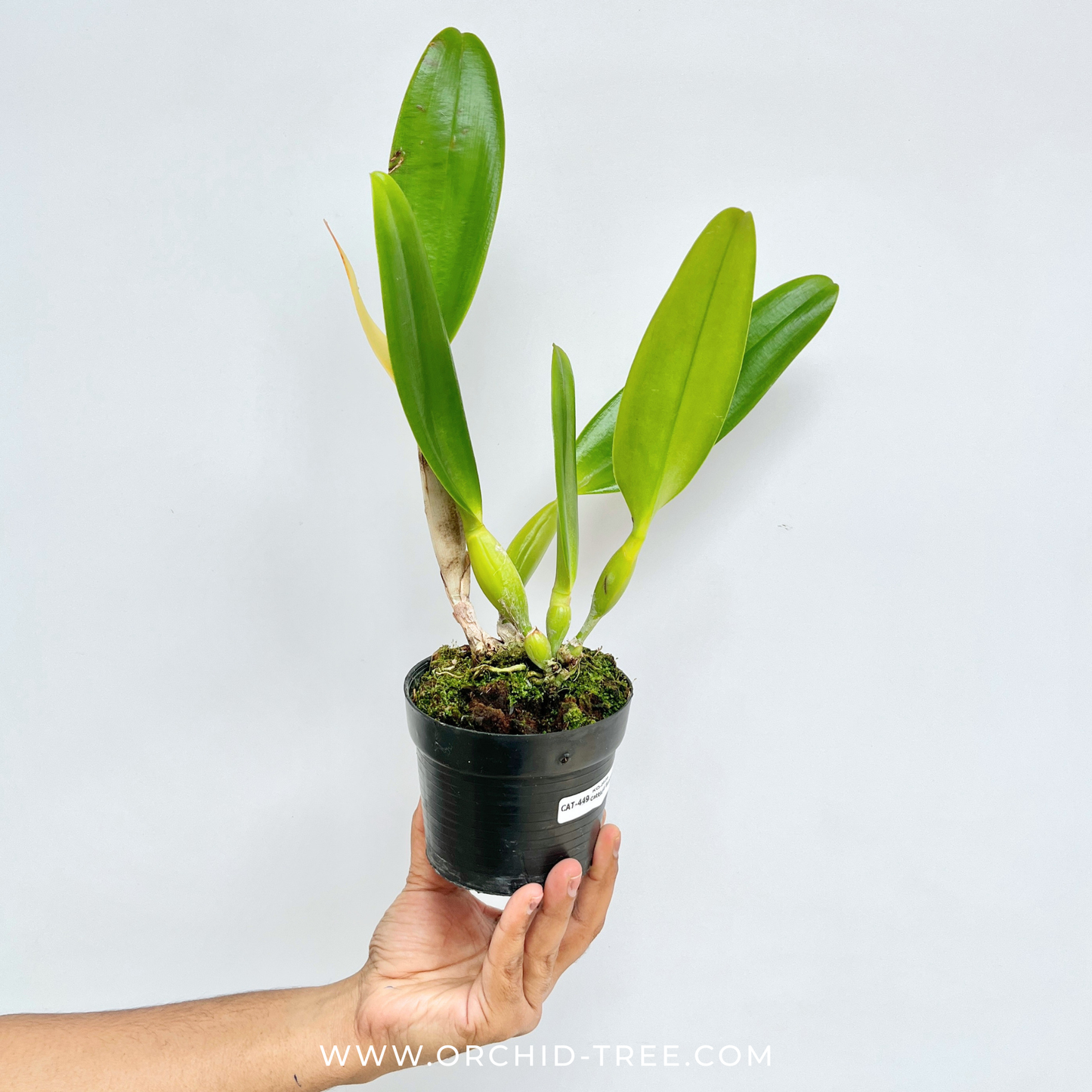 Cattleya Bangkok City Orchid Plant - BS