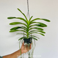 Vanda Rothschildiana Orchid Plant - BS