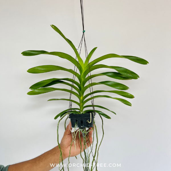 Vanda Rothschildiana Orchid Plant - BS