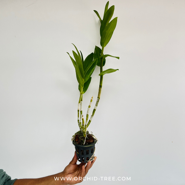 Dendrobium Meesangnil Orchid Plant - FF (Emerging Spike)