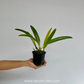 Cattleya maxima sp. Orchid Plant - BS