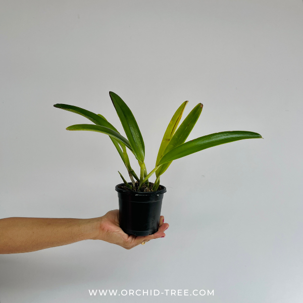 Cattleya maxima sp. Orchid Plant - BS