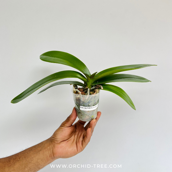 Phalaenopsis Moonlight Orchid Plant - FF (Small spike)