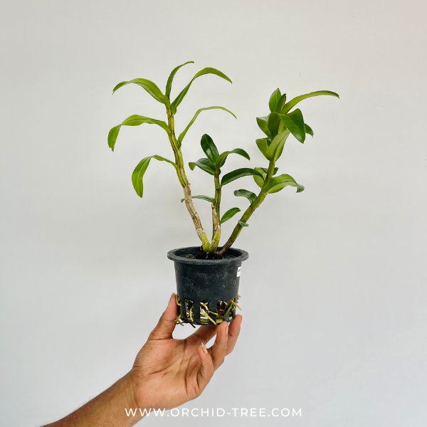 Dendrobium Sophia Ang Orchid Plant - BS