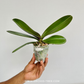 Phalaenopsis Sunshine Coast Orchid Plant - FF (Emerging Spike)