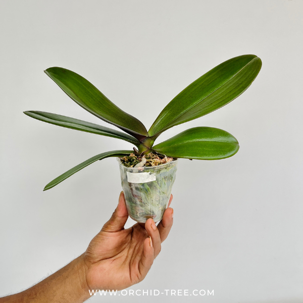 Phalaenopsis Sunshine Coast Orchid Plant - FF (Emerging Spike)