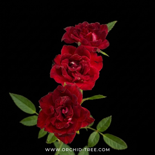 Creeper Red Rose With Trellis
